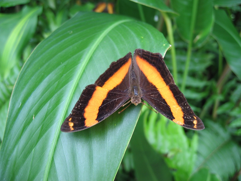 055 Kuranda Butterfly Sanctuary.jpg